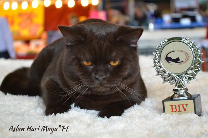 Nasz brytyjski czekoladowy kocurek na międzynarodowych wystawach 6-krotny zdobywca BIV (Best in Variety) - najlepszy kot wystawy w swej rasie i kolorze <3 Otrzymał tytuł European Champion / Supreme Champion - najwyższy tytuł jaki można zdobyć w Europie